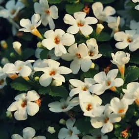 Bacopa monnieri herb small white flowers brain tonic