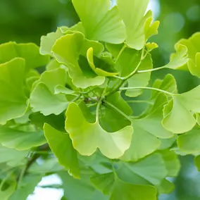 Ginkgo biloba green fan-shaped leaves natural herb