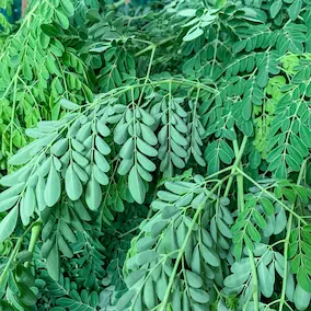 Moringa tree leaves and green powder supplement