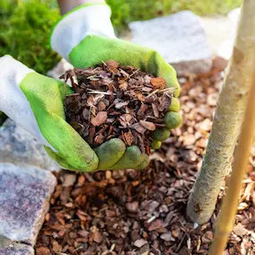 French maritime pine bark extract supplement