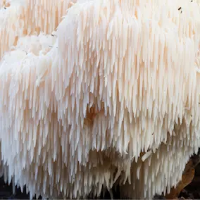 Yamabushitake lion's mane mushroom fresh ingredient